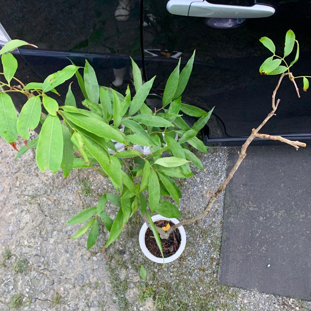 ライチ レイシ 黒葉 くろば 取り木苗 大サイズやや傷や汚れあり YUZUMIYA_COM