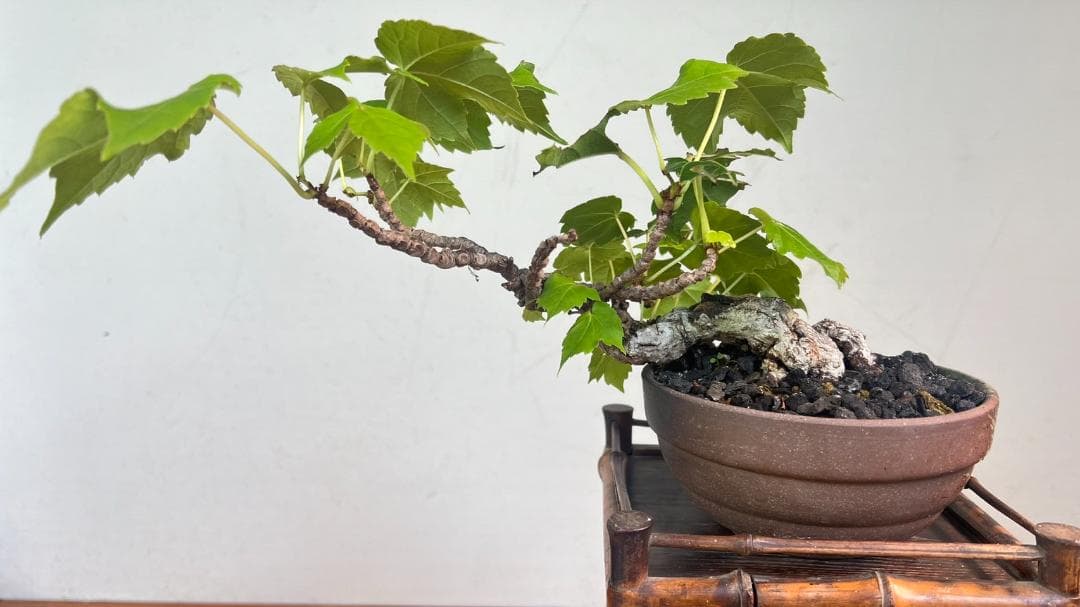 No.58 ツタ　吹き流し