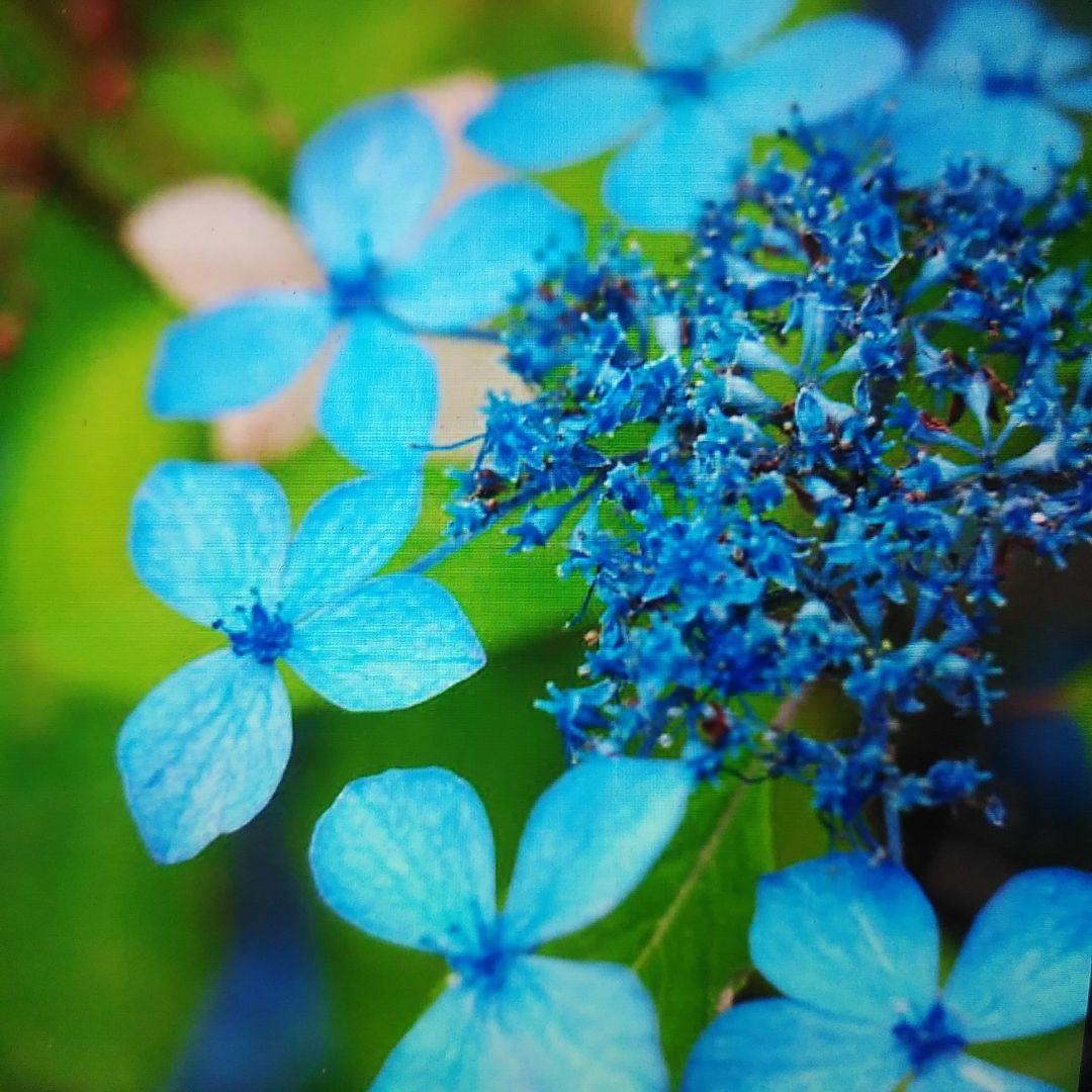 山 紫陽花 挿し木 メルカリ 山 紫陽花 挿し木 メルカリ