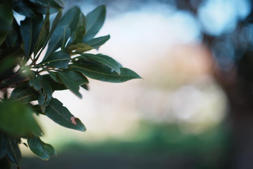 【希少8枚玉】動作◎ Super Takumar 50mm F1.4 前 220