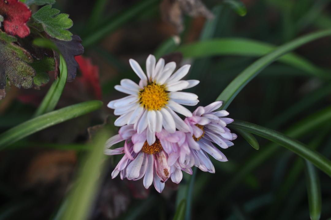 ・カメラ・ 実写実用 PENTAX SP II SMC takumar 55mm 1.8 6qxtk-m44871810555 ∭しいレンズ