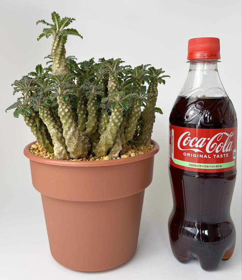【レア/塊根植物】ドルステニア ラブラニー メス株（中株）鉢植え A 楽天市場】ドルステニア ラブラニー 4号 プラ鉢 塊根植物