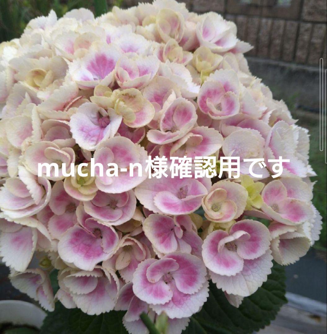 紫陽花　希少くるくる挿し木
