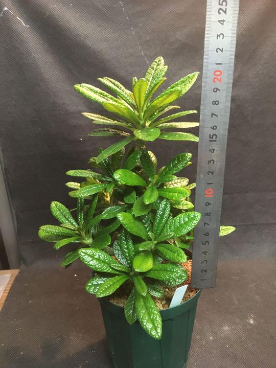 多肉植物 ドルステニア ギガス 実生3年目 - bellasmakeup.com 多肉植物 ドルステニア ギガス 実生3年目 - bellasmakeup.com