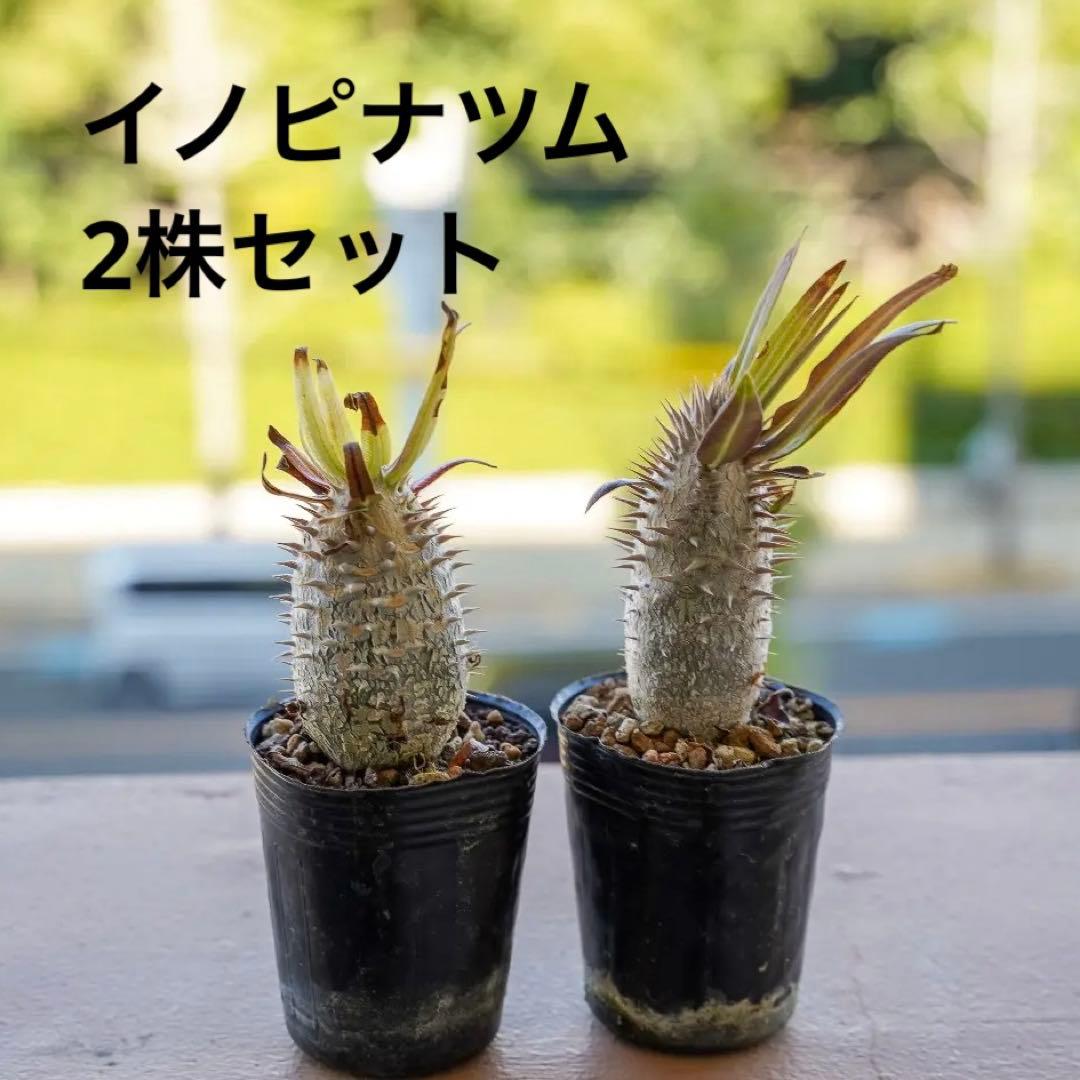 実生 パキポディウム イノピナツム 2株セット 良型 - メルカリ