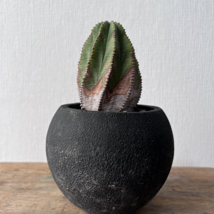 早割クーポン！
 オベサ 送料込み 植物/観葉植物