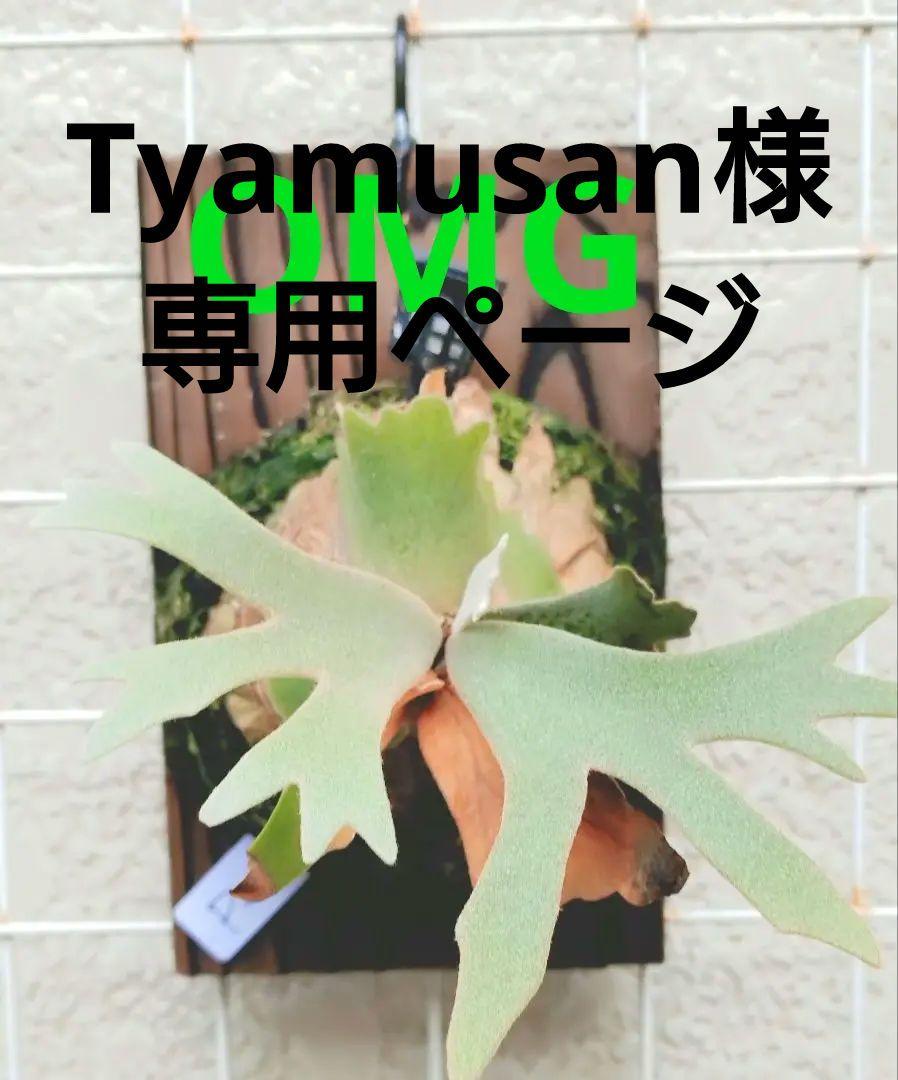 ⑨ p.willncky dwarf 'OMG' sp ビカクシダ
