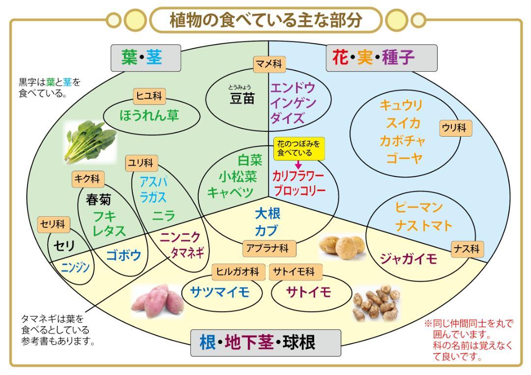 お買い得セット「中学受験・頻出用語・ポイントにしぼったまとめ