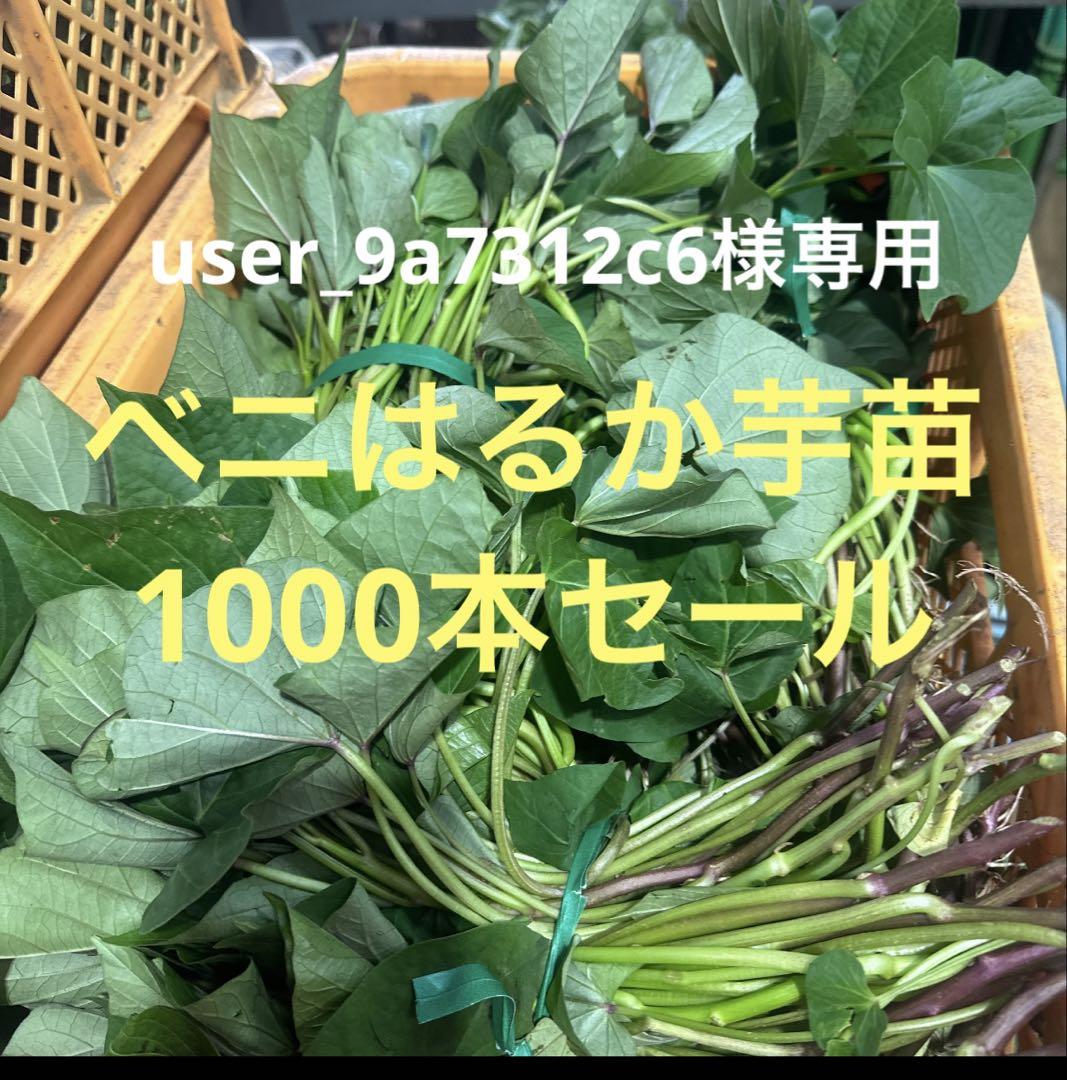 べにはるか芋苗1000本セール （紅はるか芋苗1000本セール）