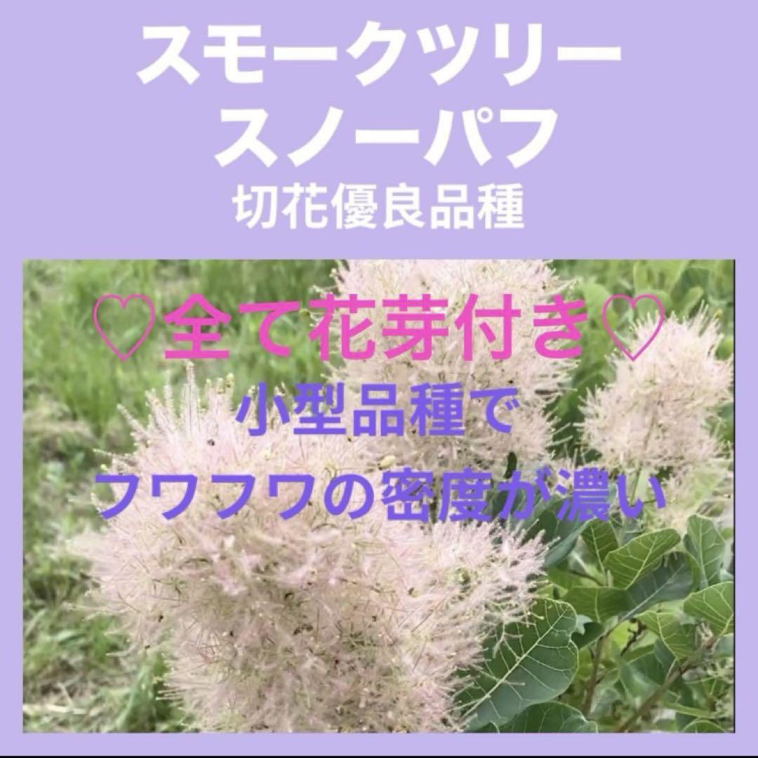 全て花芽付き スノーパフ スモークツリー 苗 苗木 雌株 - メルカリ