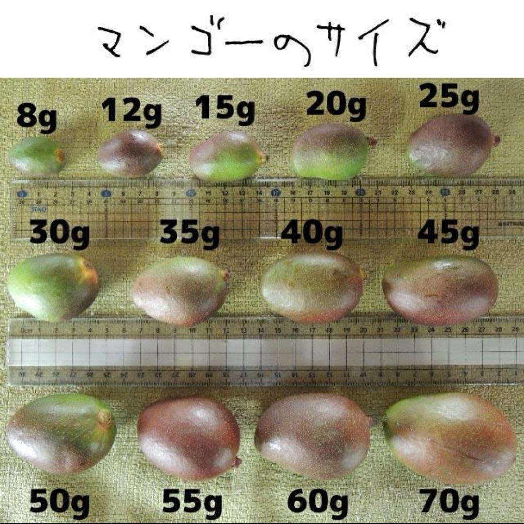 【橙10-1】約9.5kg　グリーンマンゴー 青マンゴー　摘果マンゴー