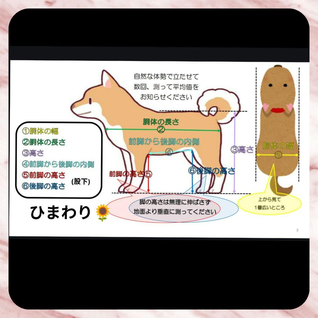 柴犬4輪 リハビリ 食事補助 犬用車椅子 シニア補助 犬の歩行器