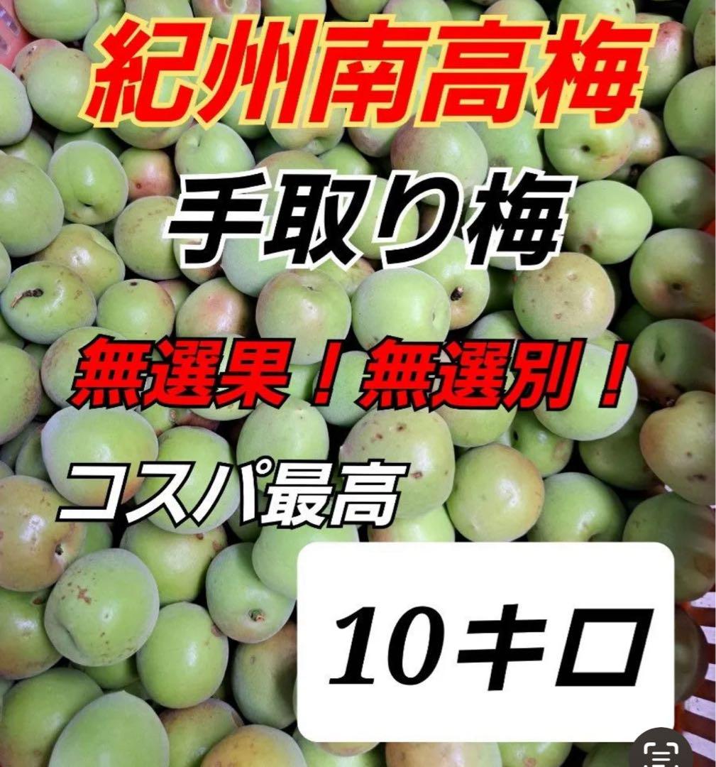 南高梅　１０キロ