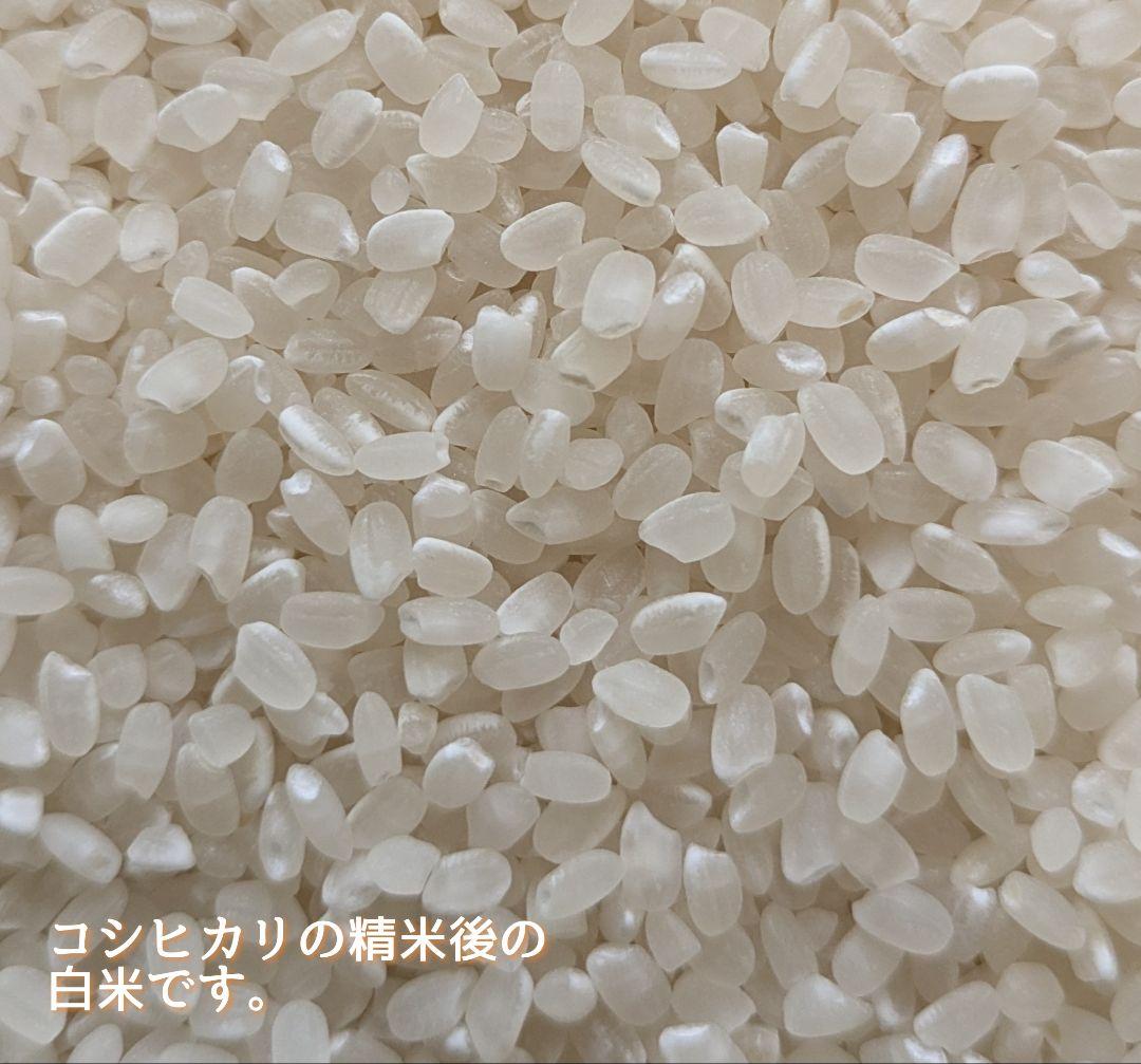 令和6年産三重県伊賀産コシヒカリ20㎏ 5㎏×4 白米（送料精米料消費税込)