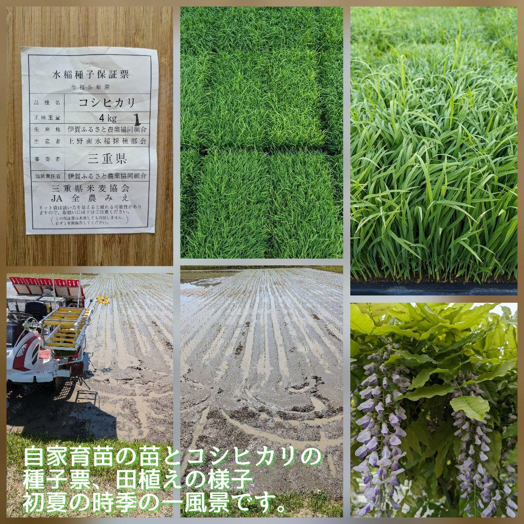 令和6年産三重県伊賀産コシヒカリ20㎏ 5㎏×4 白米（送料精米料消費税込)
