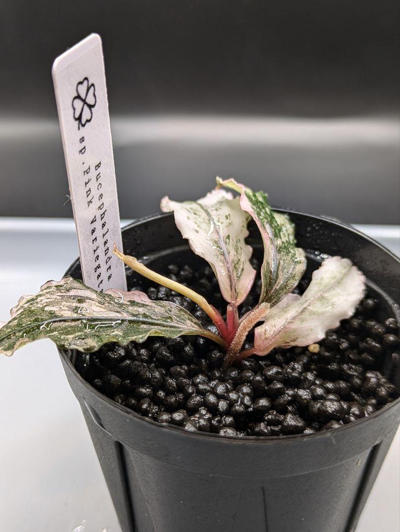 ブセファランドラsp.pink variegata（ピンクバリエガータ）水上