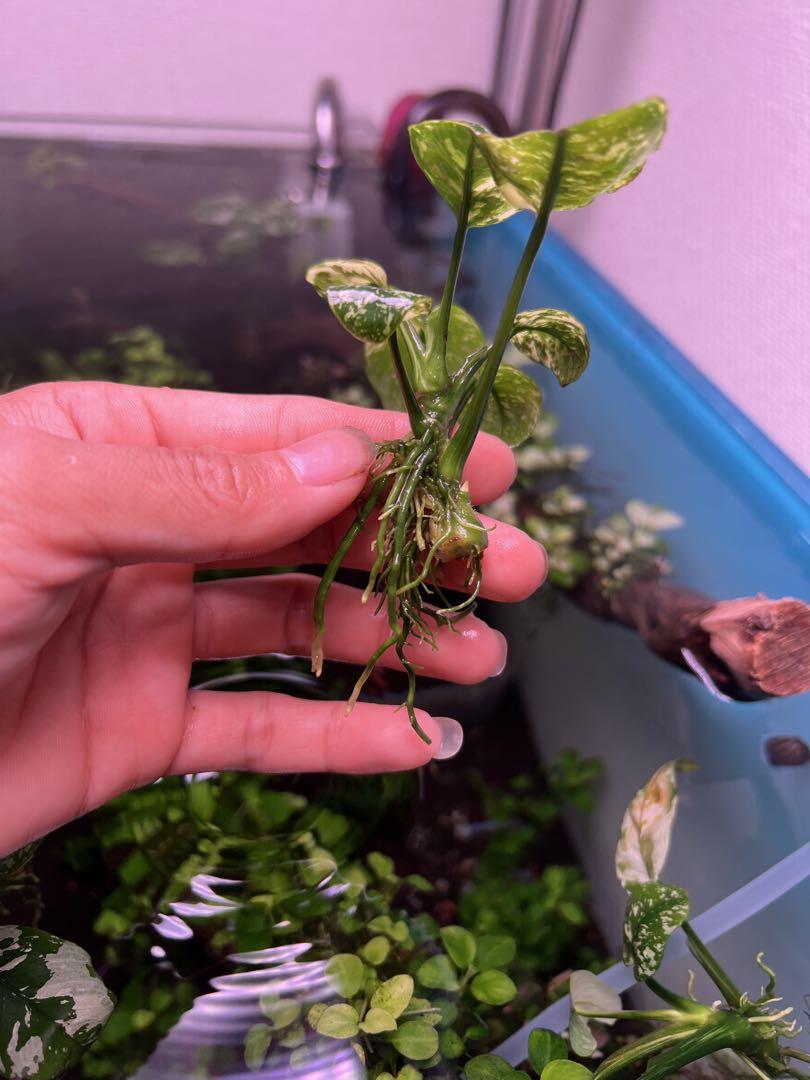 アヌビアスナナ 斑入りキング Anubias Variegated King - メルカリ