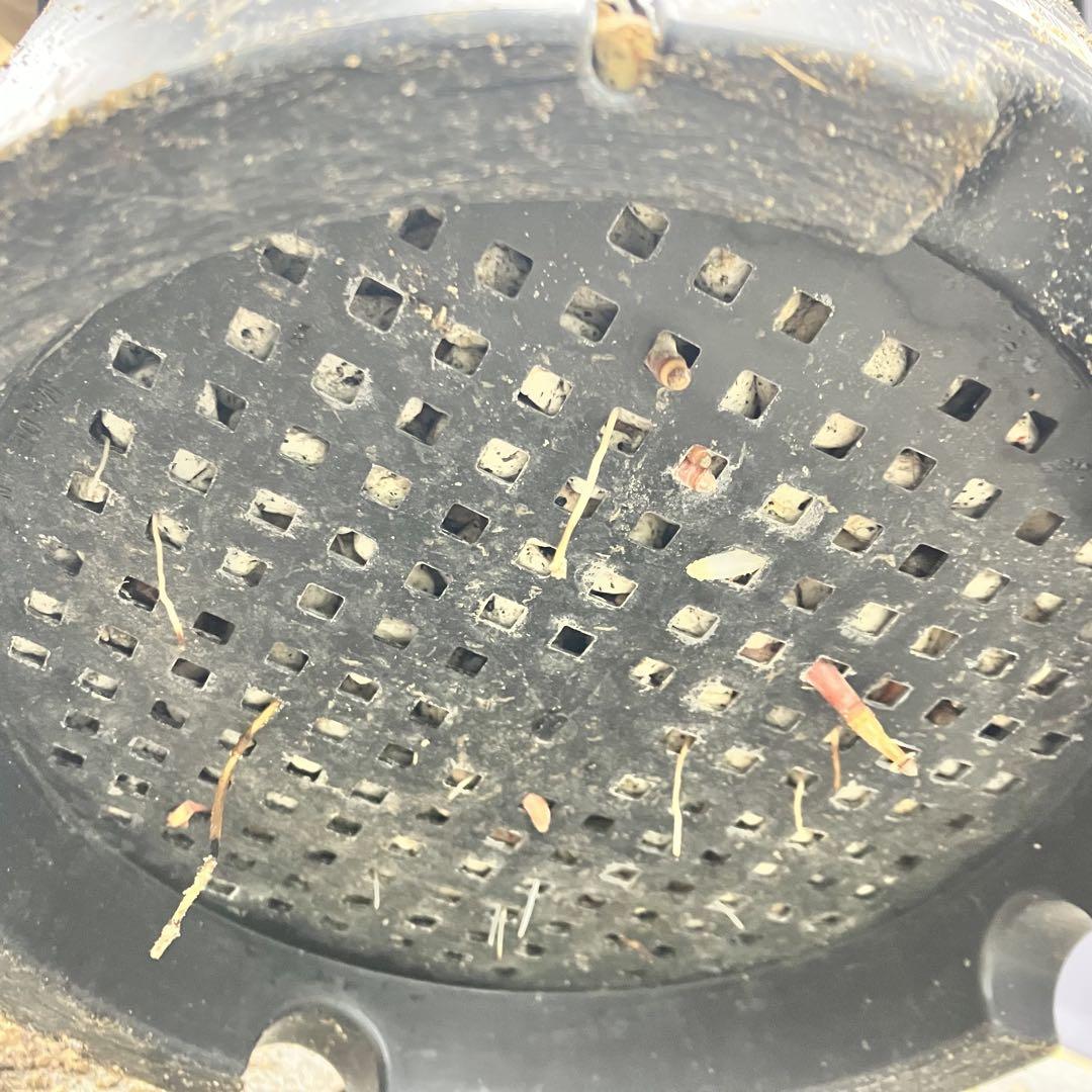 ユッカ ロストラータ　TR35 発根済 ユッカ ロストラータ 発根済 鉢茶色