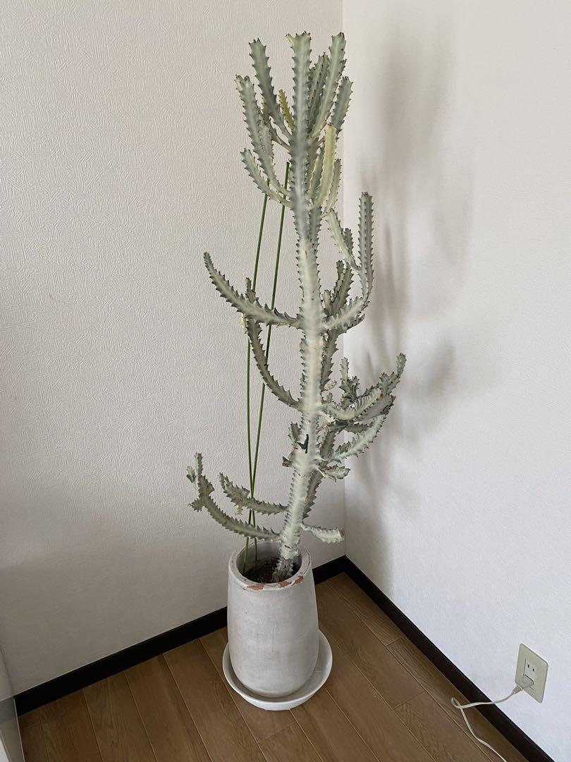 ホワイトゴースト　大型株　希少観葉植物