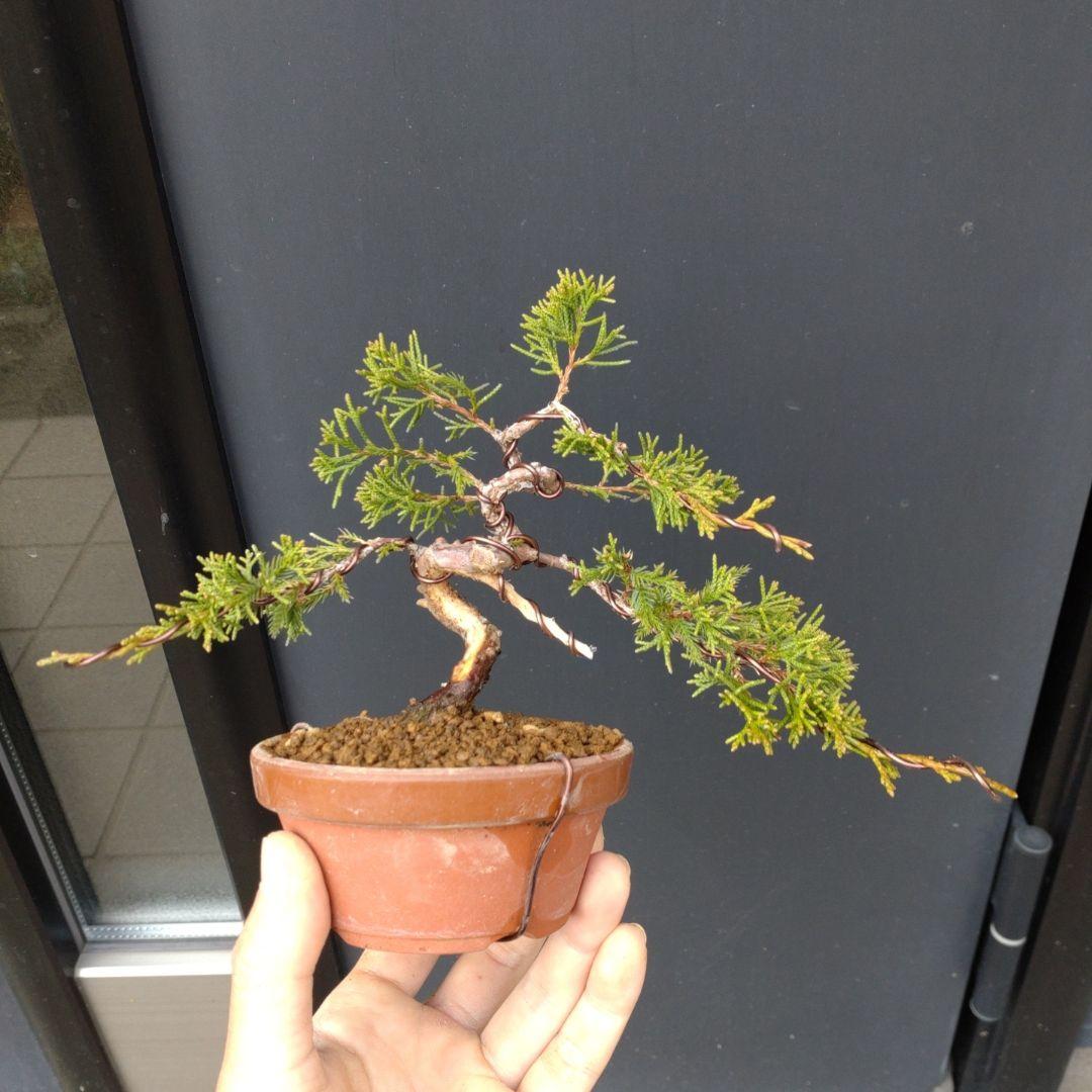 糸魚川真柏 小品 盆栽 素材
