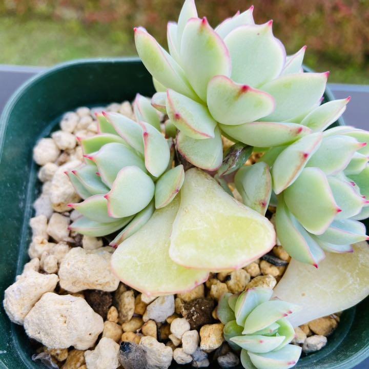 魅惑の月 3頭 抜き苗 多肉植物