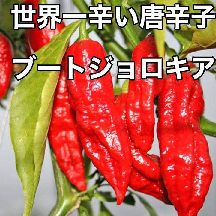 世界一辛い唐辛子 ブートジョロキア唐辛子の種 粒 メルカリ