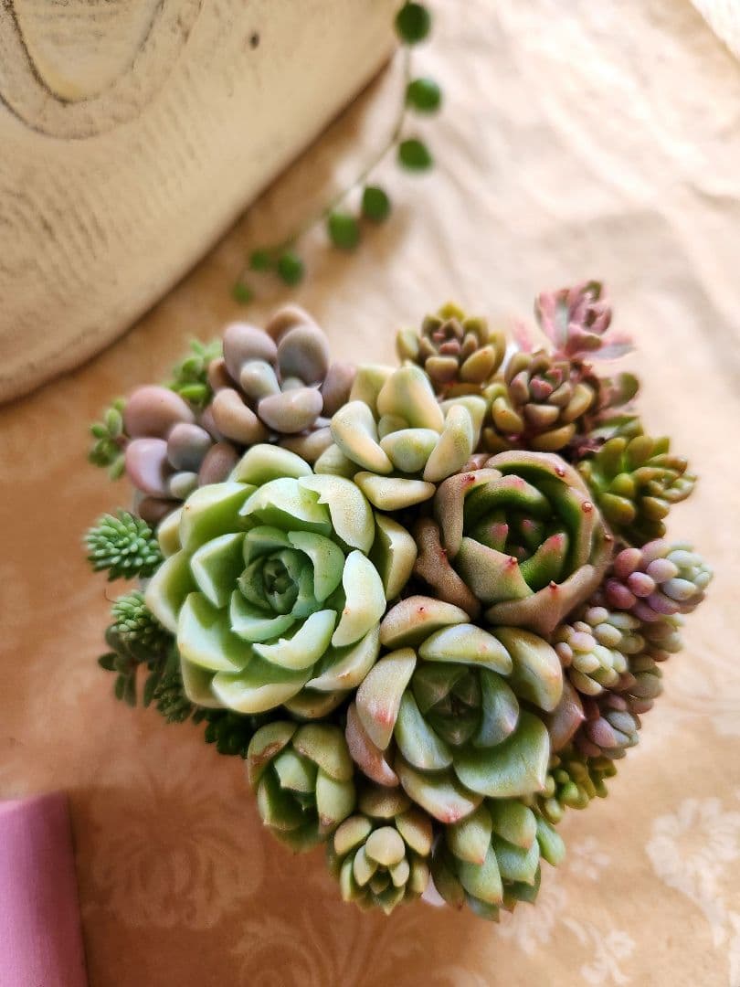 多肉植物寄せ植え そのまま飾れる 3つセット♡ 多肉植物寄せ植え そのまま飾れる 3つセット♡