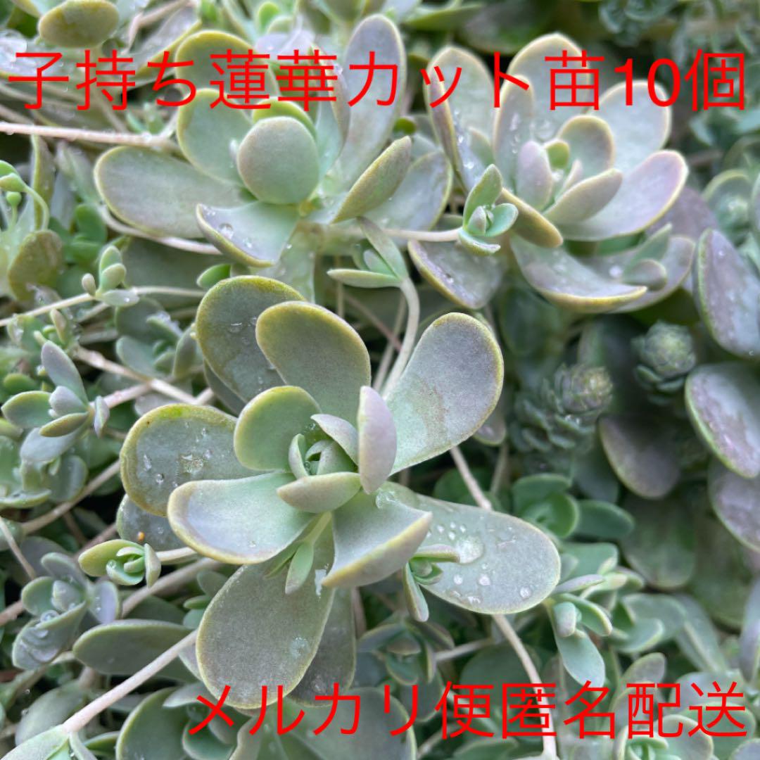 子持ち蓮華カット苗10個 多肉植物 ランナー 希望によりオマケ付き 匿名配送 メルカリ