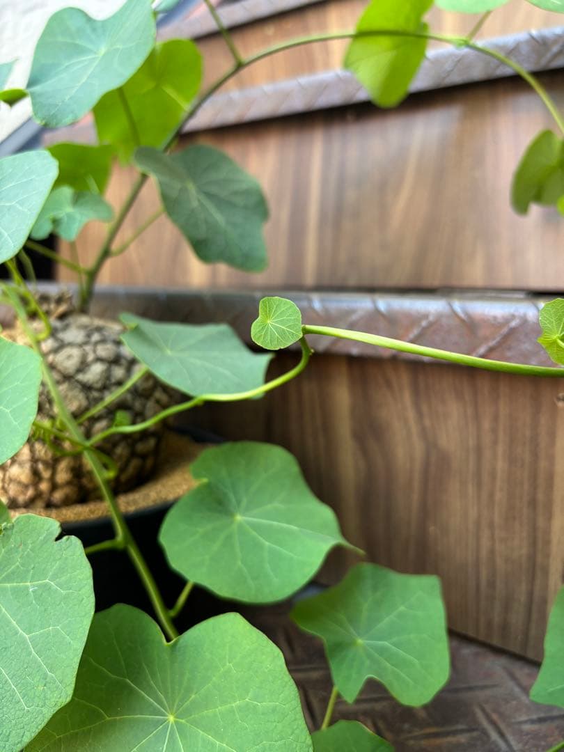 スベローサ 独特の幹立ちと個性的な葉姿新品、♥