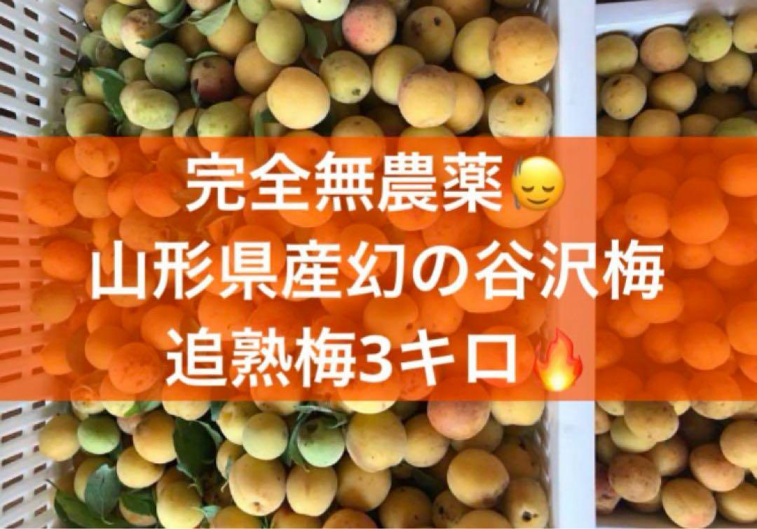 匿名発送】山形県産 幻の谷沢梅 5キロ 無農薬 サイズミックス 梅