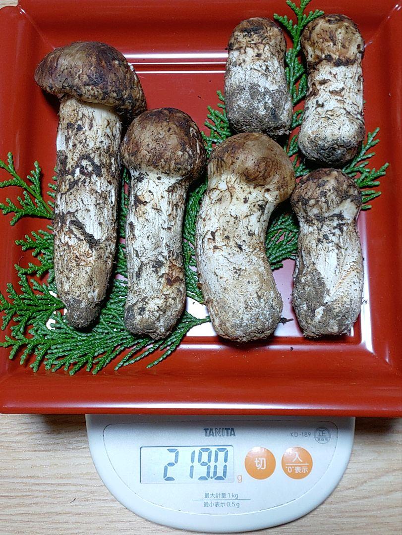 国産　信州　松茸　本日収穫　明日朝7時までの出品