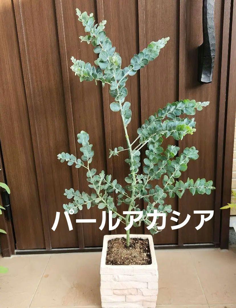 パールアカシア　レンガ風石膏鉢植え　苗　ミモザ　オージープランツ