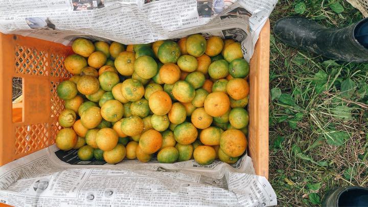極早生みかん 和歌山県産 減農薬 - メルカリ 極早生みかん 和歌山県産 減農薬 - メルカリ