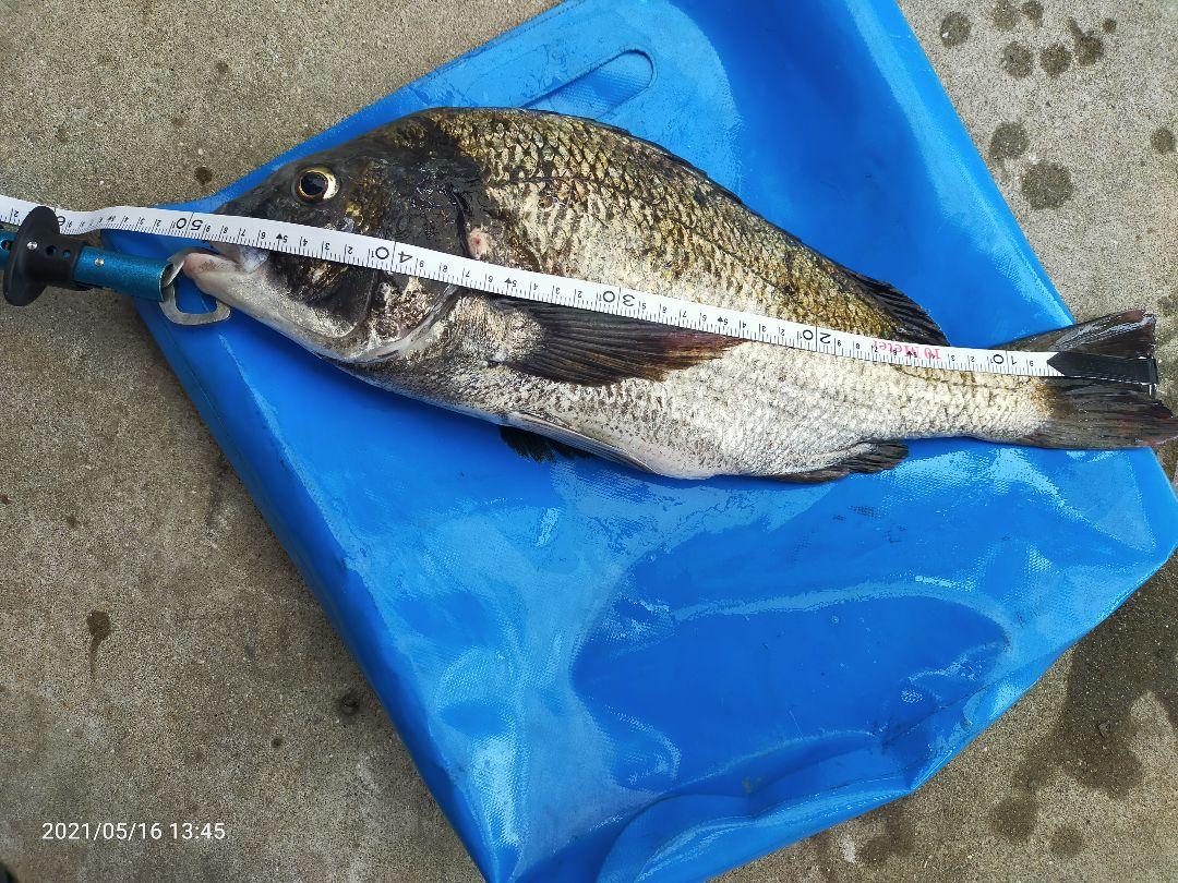 ヤビーポンプ 穴ジャコ カメジャコ スナモグリ 釣餌 潮干狩り