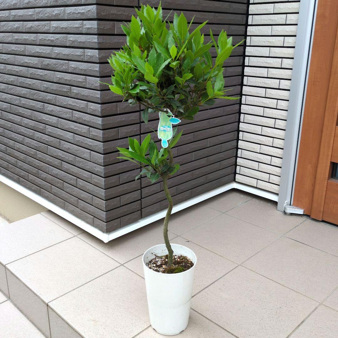 庭木 植木 観葉植物 月桂樹 ローリエ オーレア スタンド仕立て ７号鉢 ハーブ