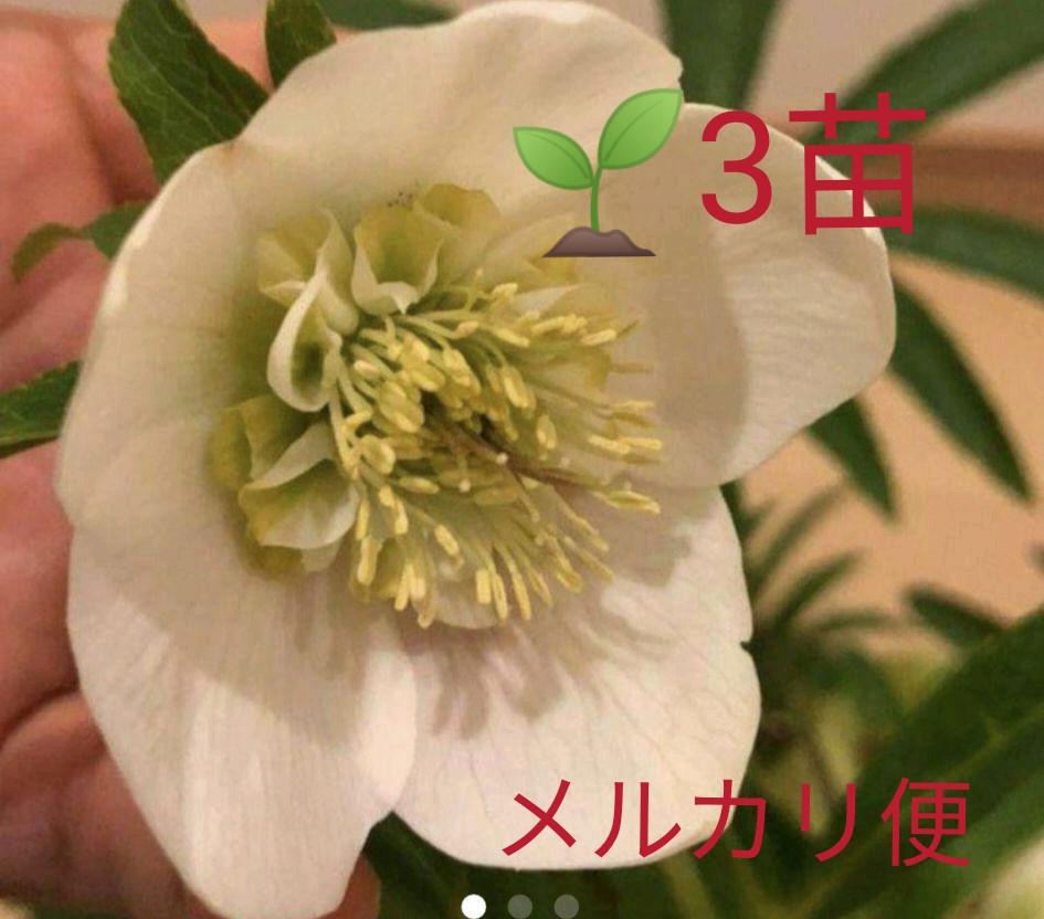 メルカリ クリスマスローズ セミダルホワイト3本 苗 鉢 花 植物 宿根 薔薇 バラ 植物 観葉植物 1 499 中古や未使用のフリマ メルカリ クリスマスローズ セミダルホワイト3本 苗 鉢 花 植物 宿根 薔薇 バラ 植物 観葉植物 1 499 中古や未使用のフリマ