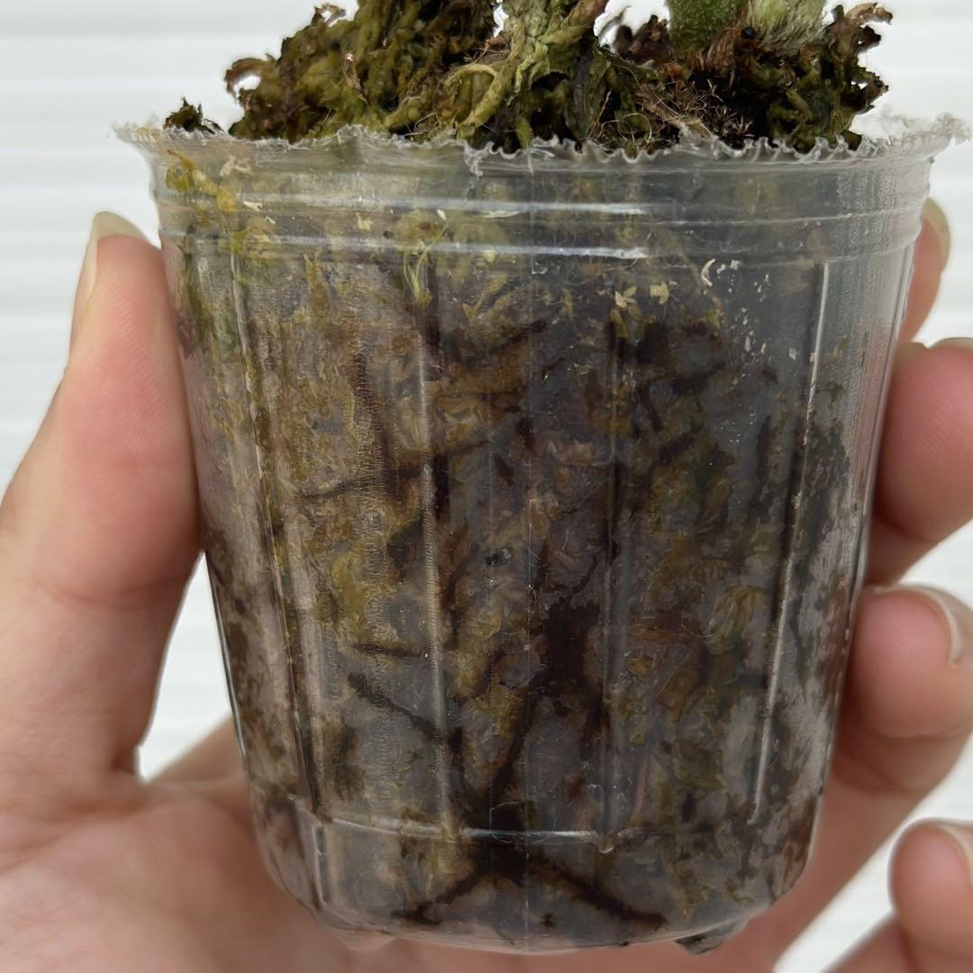 P.Willinckii copperwill wideform（oc）（ビカクシダ P