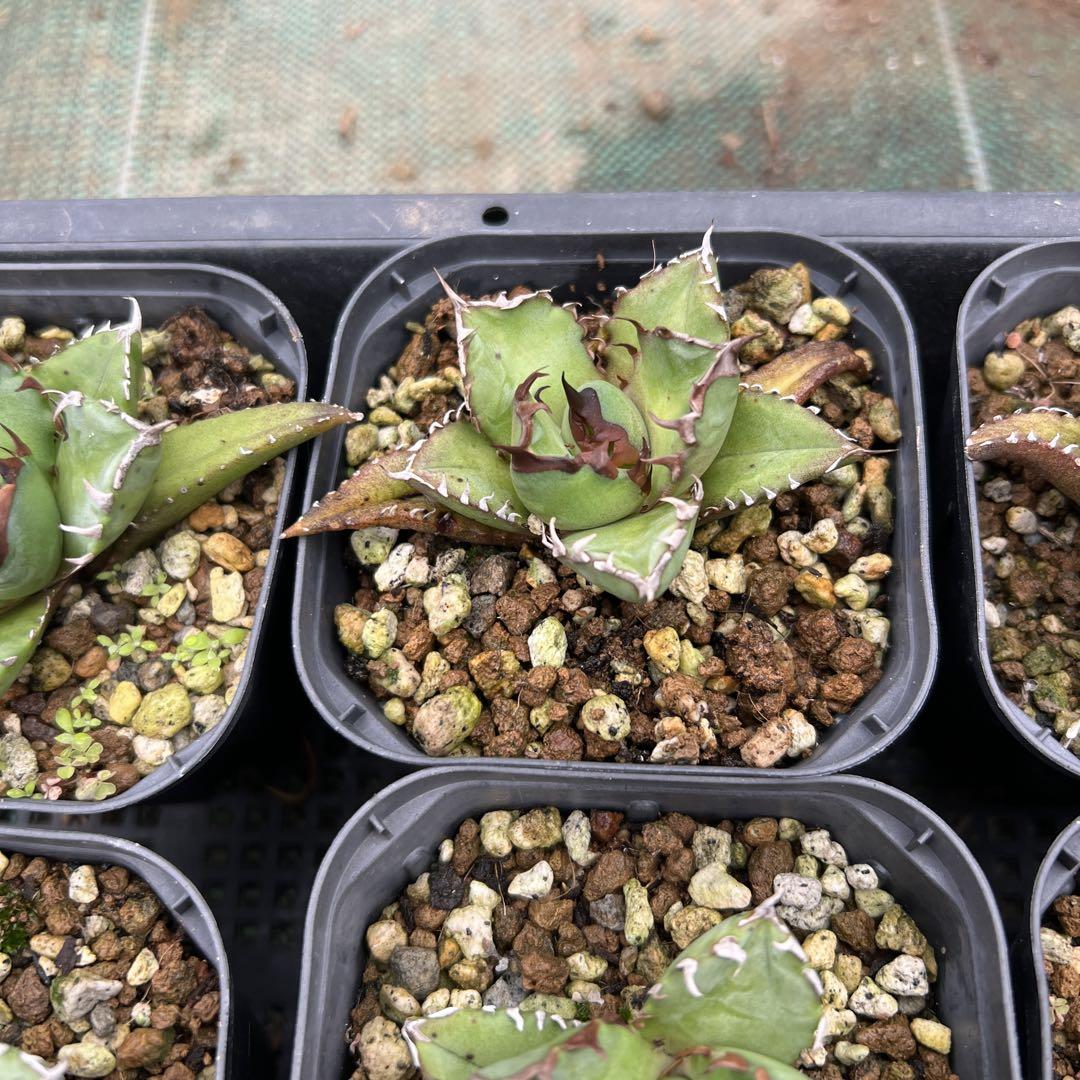 hiro様確認