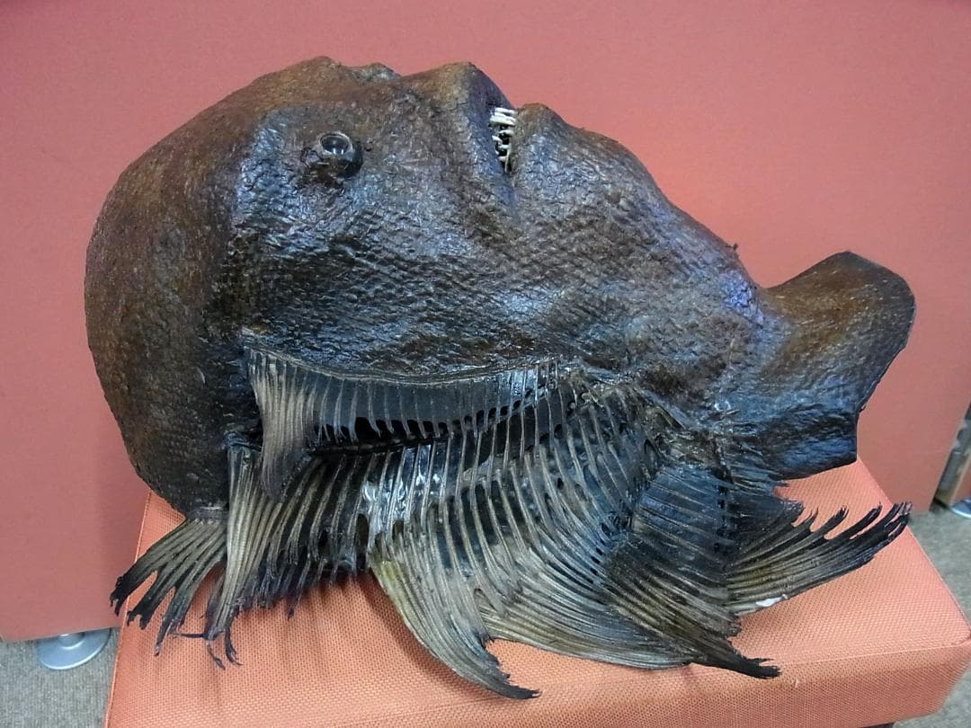 超リアル! 半魚人の仮面(デスマスク) 超リアル! 半魚人の仮面(デスマスク)