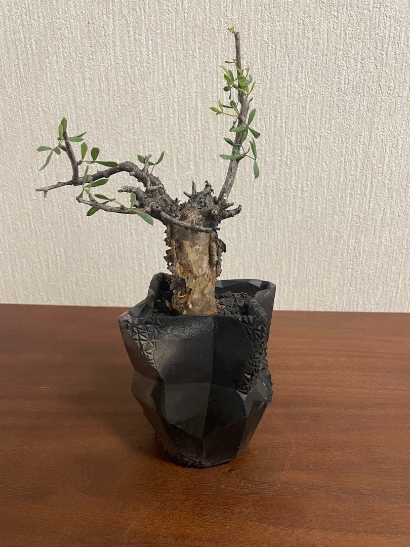 コミフォラ　フォリアセア　ソマリア