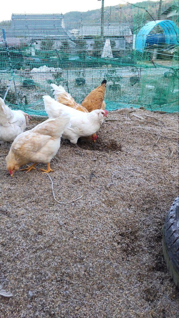 平飼い卵 90個補償6個含む純国産鶏もみじ アローカナ6個 合計　　96個