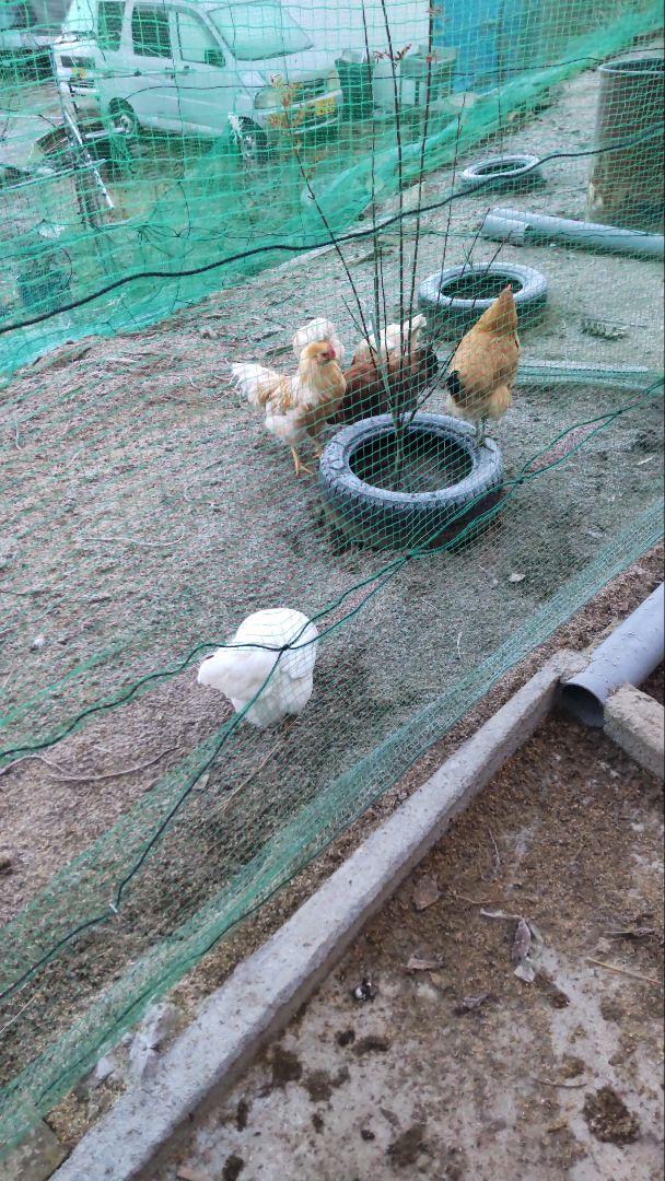 平飼い卵 90個補償6個含む純国産鶏もみじ アローカナ6個 合計　　96個