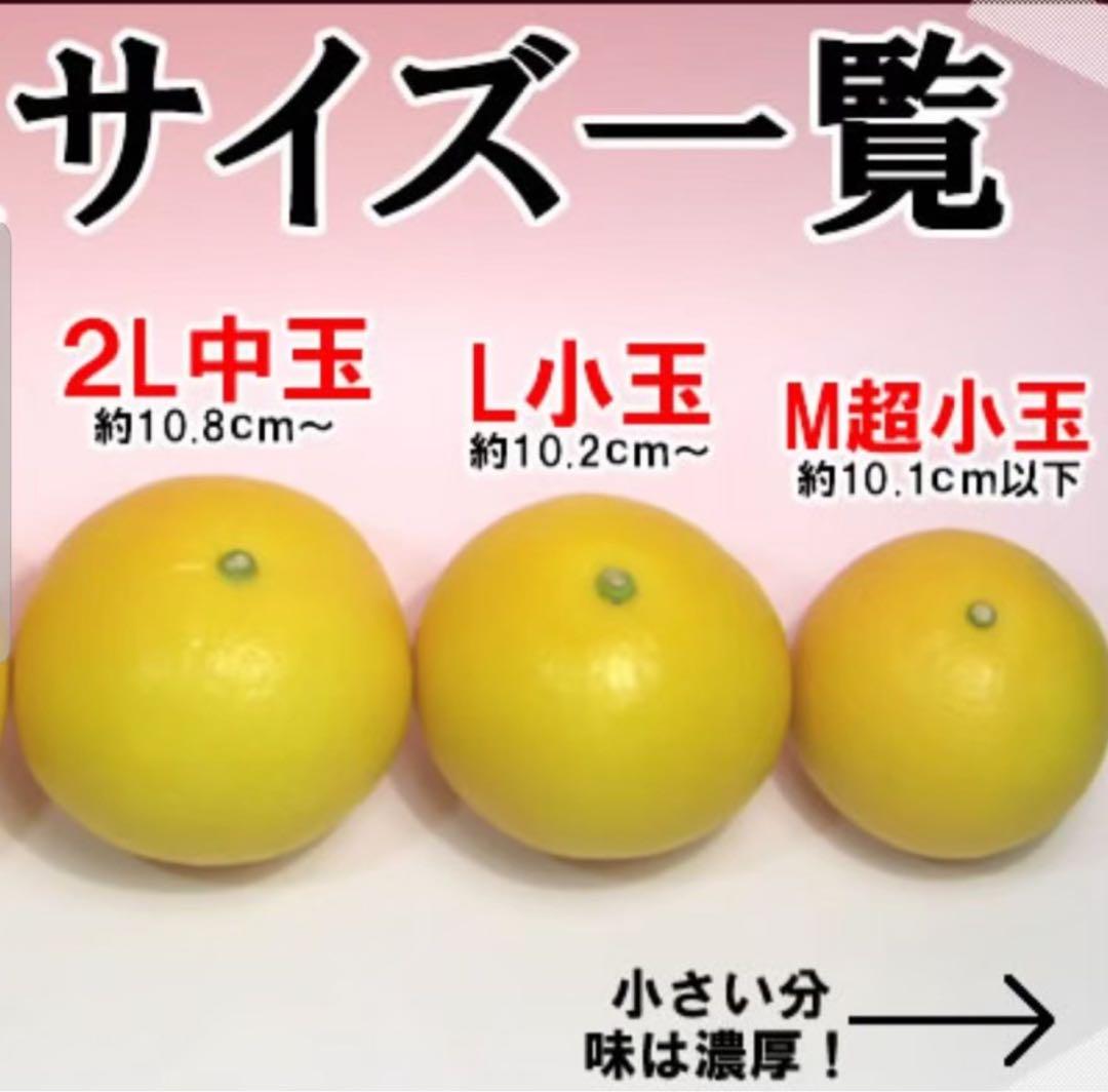 土佐文旦♪2L＆L訳あり2箱同梱アンナ