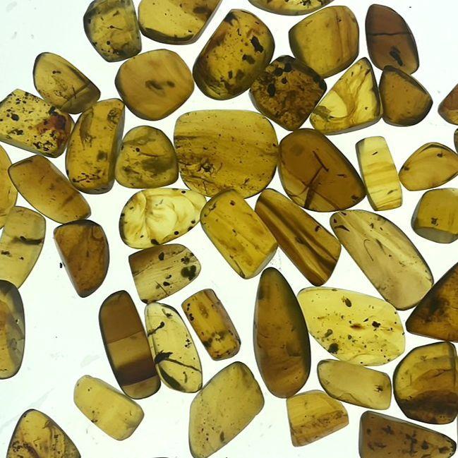 虫入り琥珀（22） 化石 ミャンマー カムティかタナイ産 9900万年
