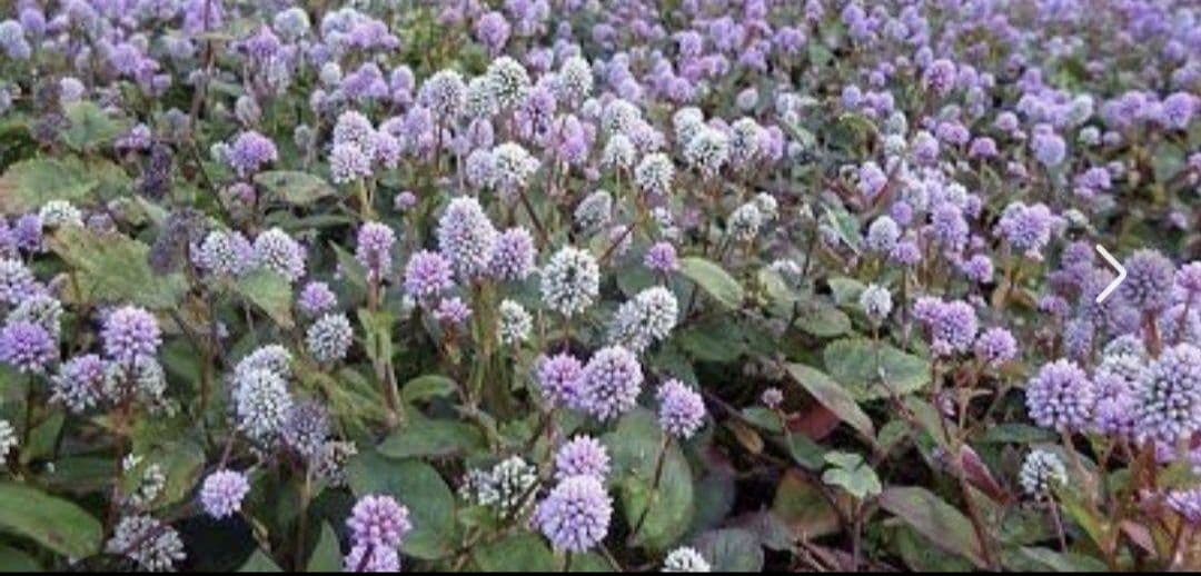 ポリゴナム❋グランドカバー抜き苗❋フィカスプミラカット苗