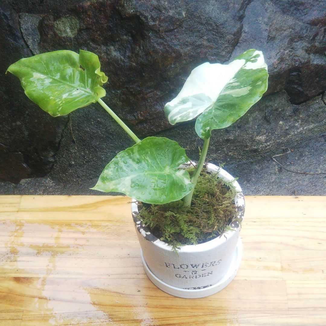 グレイ系【5%OFF】 ママガーデン様専用斑入りクワズイモ アロカシア中株 植物/観葉植物 インテリア小物グレイ系¥32,000-eur-artec.fr グレイ系【5%OFF】 ママガーデン様専用斑入りクワズイモ アロカシア中株 植物/観葉植物 インテリア小物グレイ系¥32,000-eur-artec.fr
