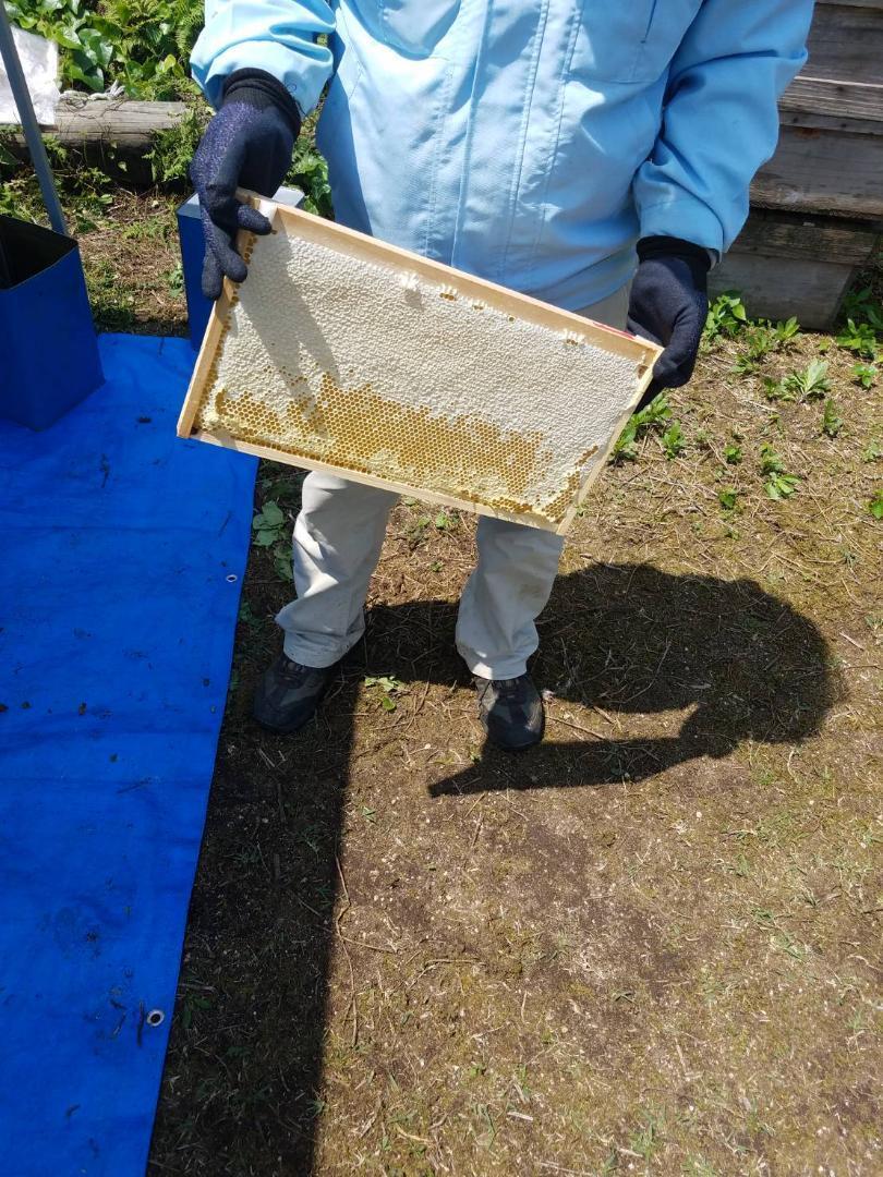 完熟 生蜂蜜 国産蜂蜜 純粋蜂蜜 無添加 非加熱 600グラム 6個