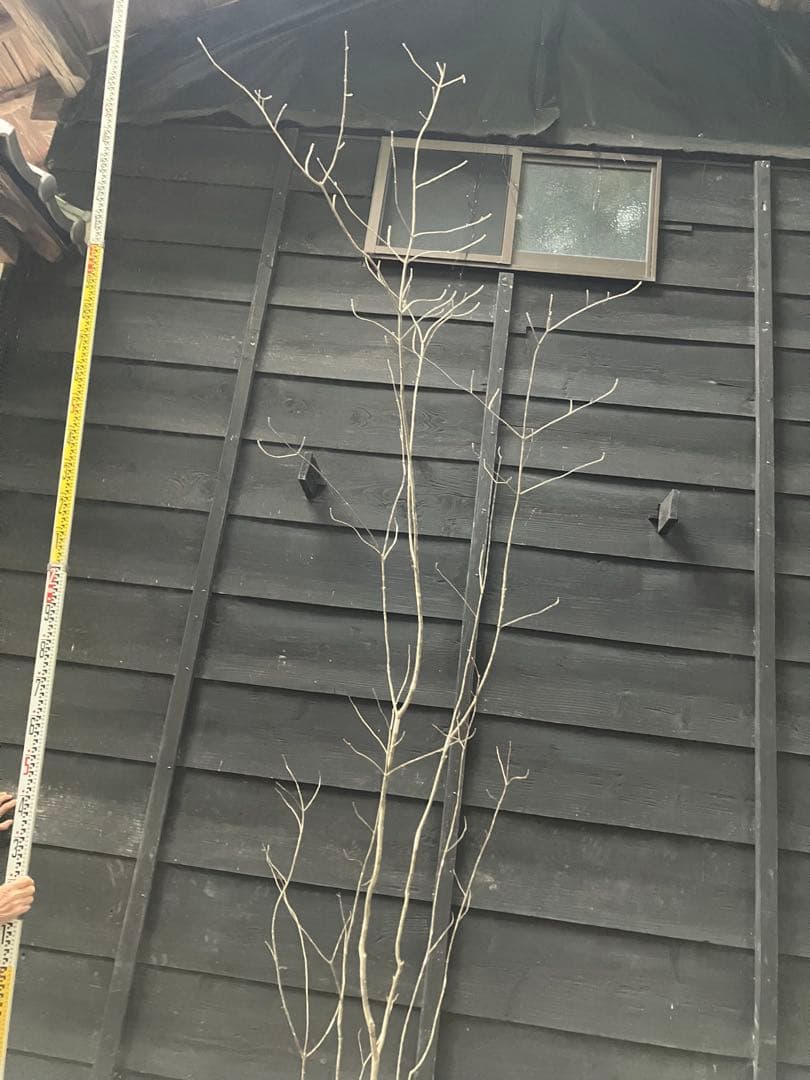 アオダモ新品、♥