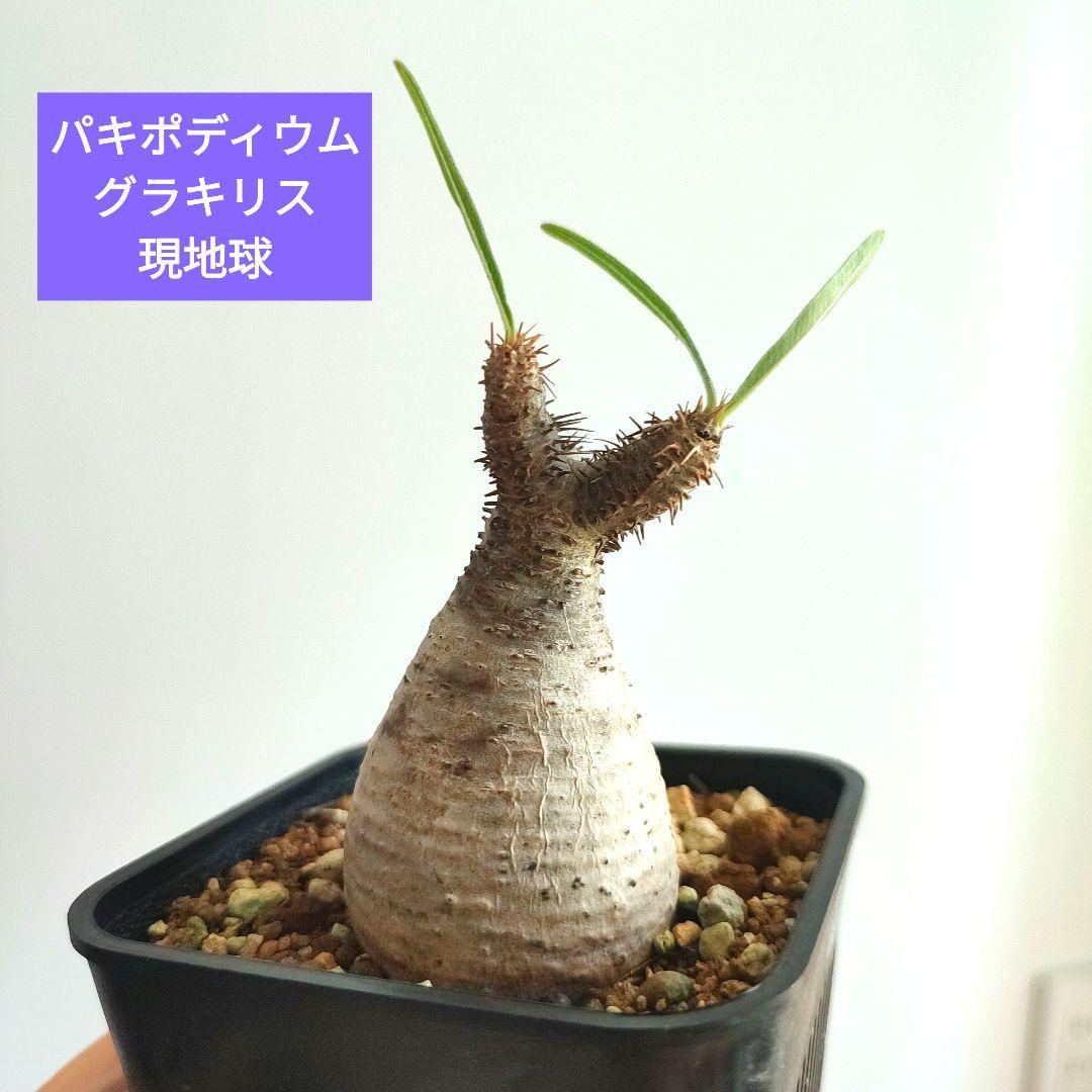 ピ*め様 パキポディウム グラキリス 現地球 パキポディウム グラキリス 現地球 （ザ・ファームセレクト