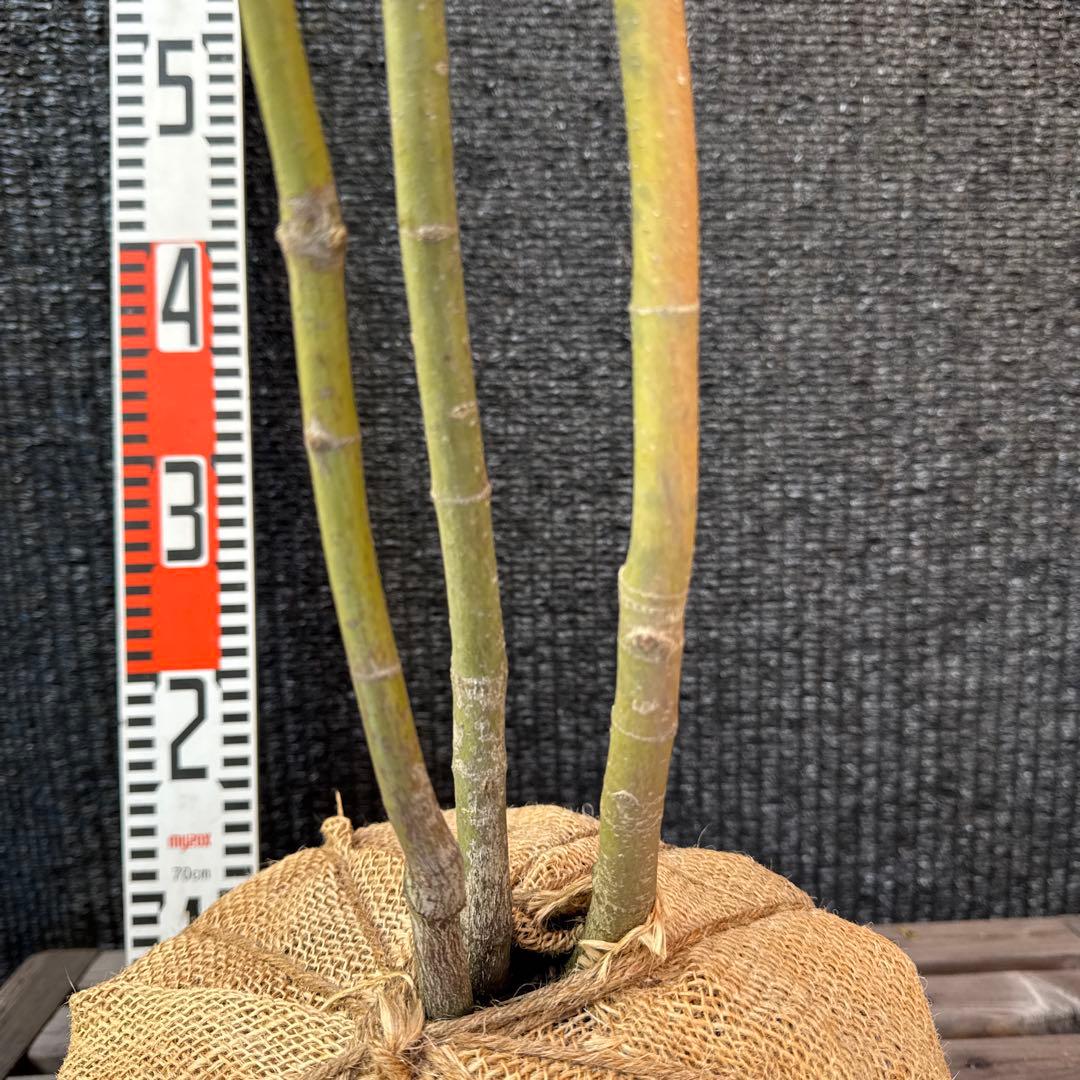 山採り ヤマモミジ 株立ち 【品番3453】 山採り ヤマモミジ 株立ち 【品番3453】